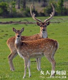 关于梅花鹿的资料,大自然的优雅使者与生态平衡的守护者